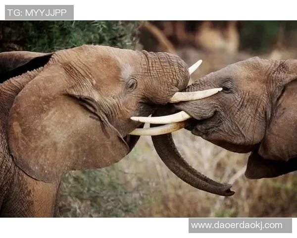 姚明动物协会携手保护濒危物种共创和谐生态未来